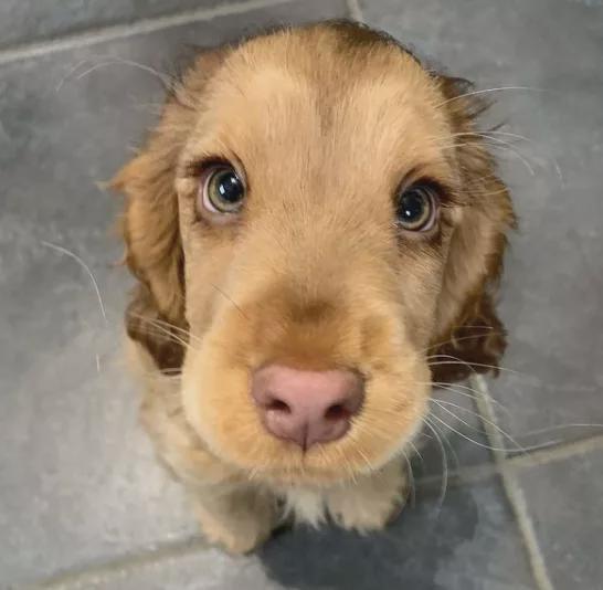 小狗勾因一双迷人眼睛火爆全网网友迪士尼在逃公主