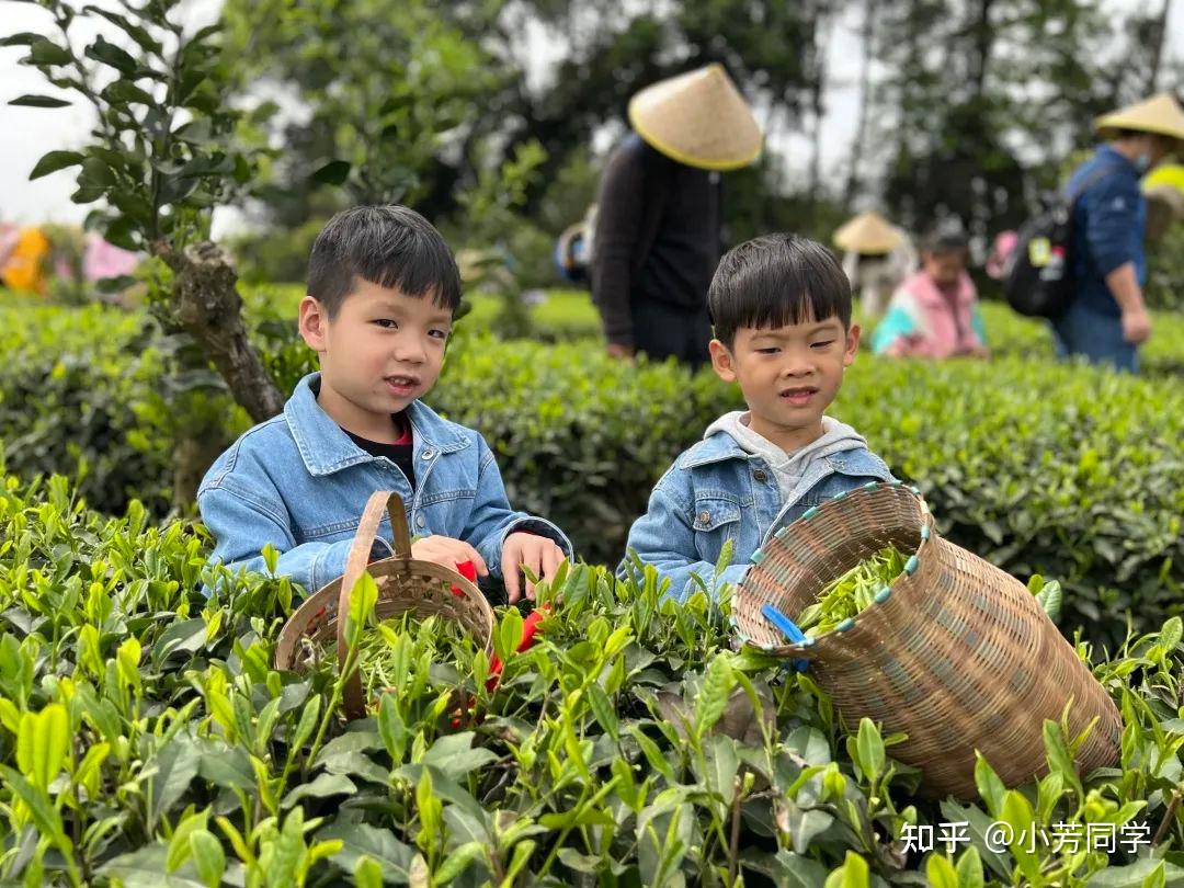 采茶 | 穿越古道觅茶香—蒲江 - 知乎