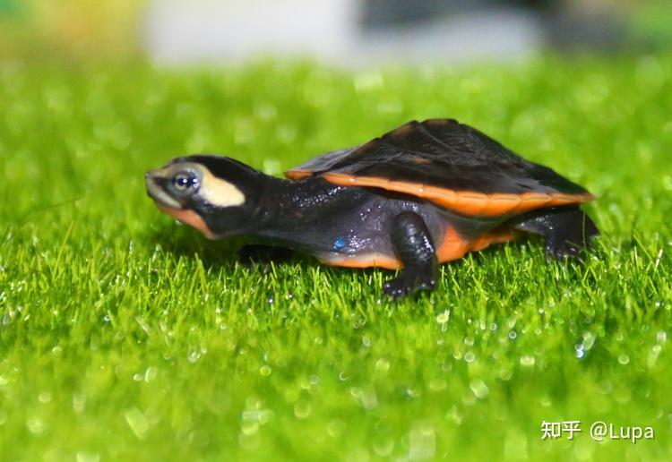 按价格排序常见观赏龟类推荐(水龟篇) - 知乎