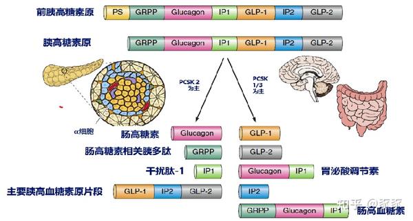 GLP-1 Diet: What To Eat & Avoid - Cleveland Clinic