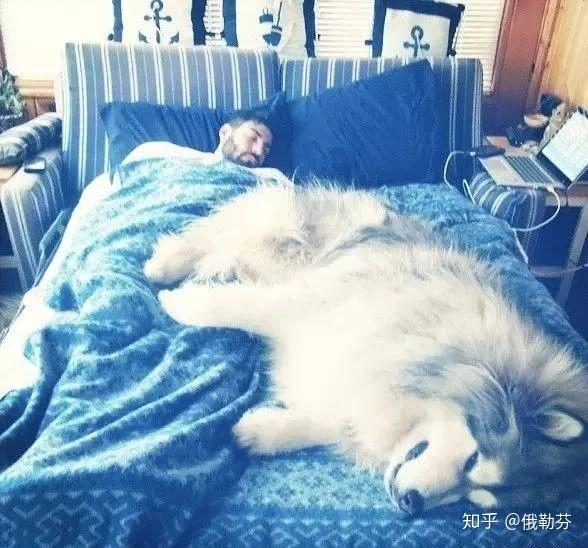 求一张欧美男抱着哈士奇的头像?