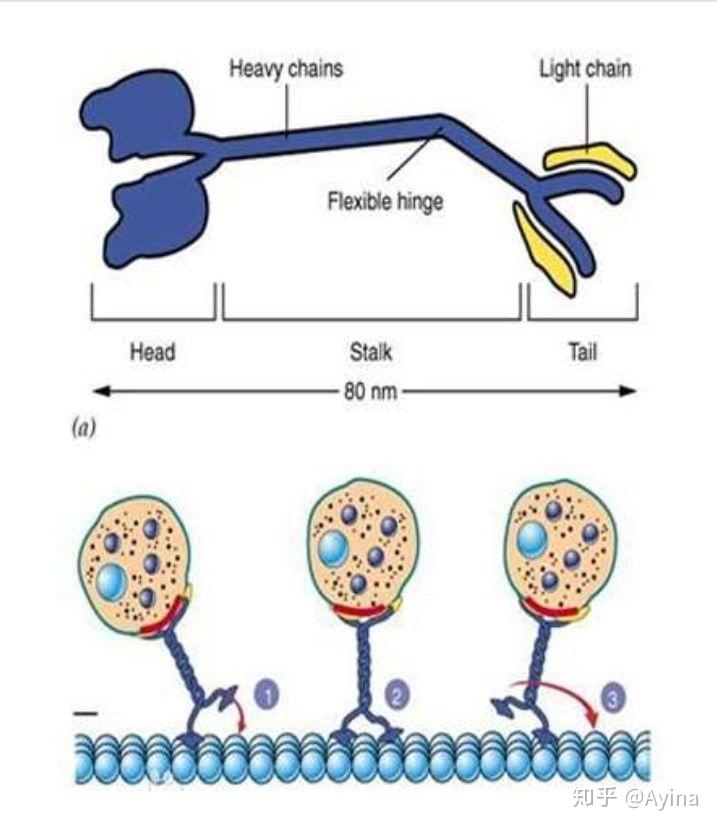 这个是真的吗这是一个肌球蛋白拖着一个内啡肽走在一个单纤维上然后大