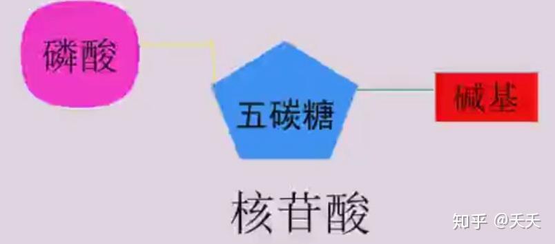 核酸的基本单位:核苷酸,核苷酸都有三部分组成:磷酸,五碳糖,碱基