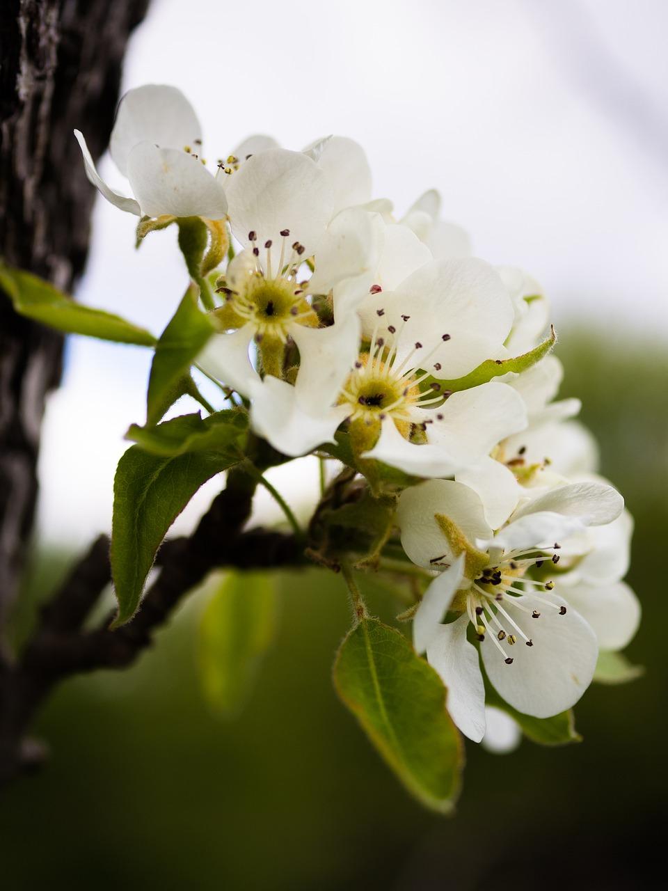 梨树什么时候芽接