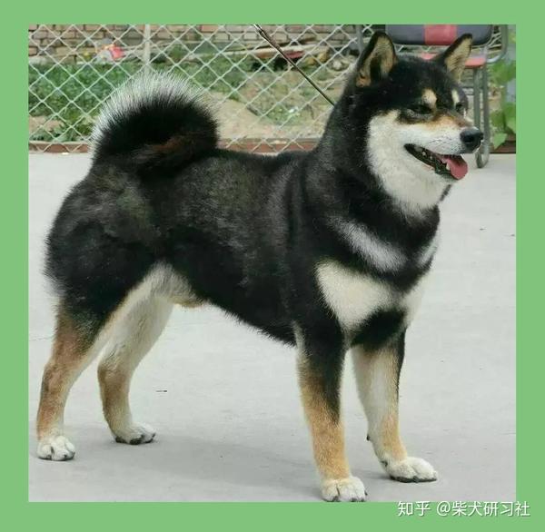 黑柴品相怎么看?