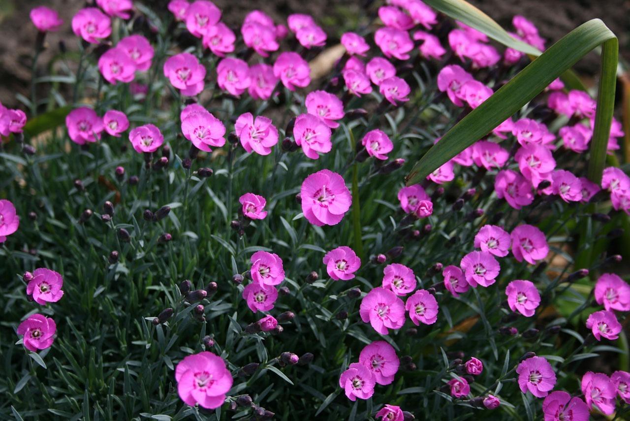 3. 紫丁香盛放时