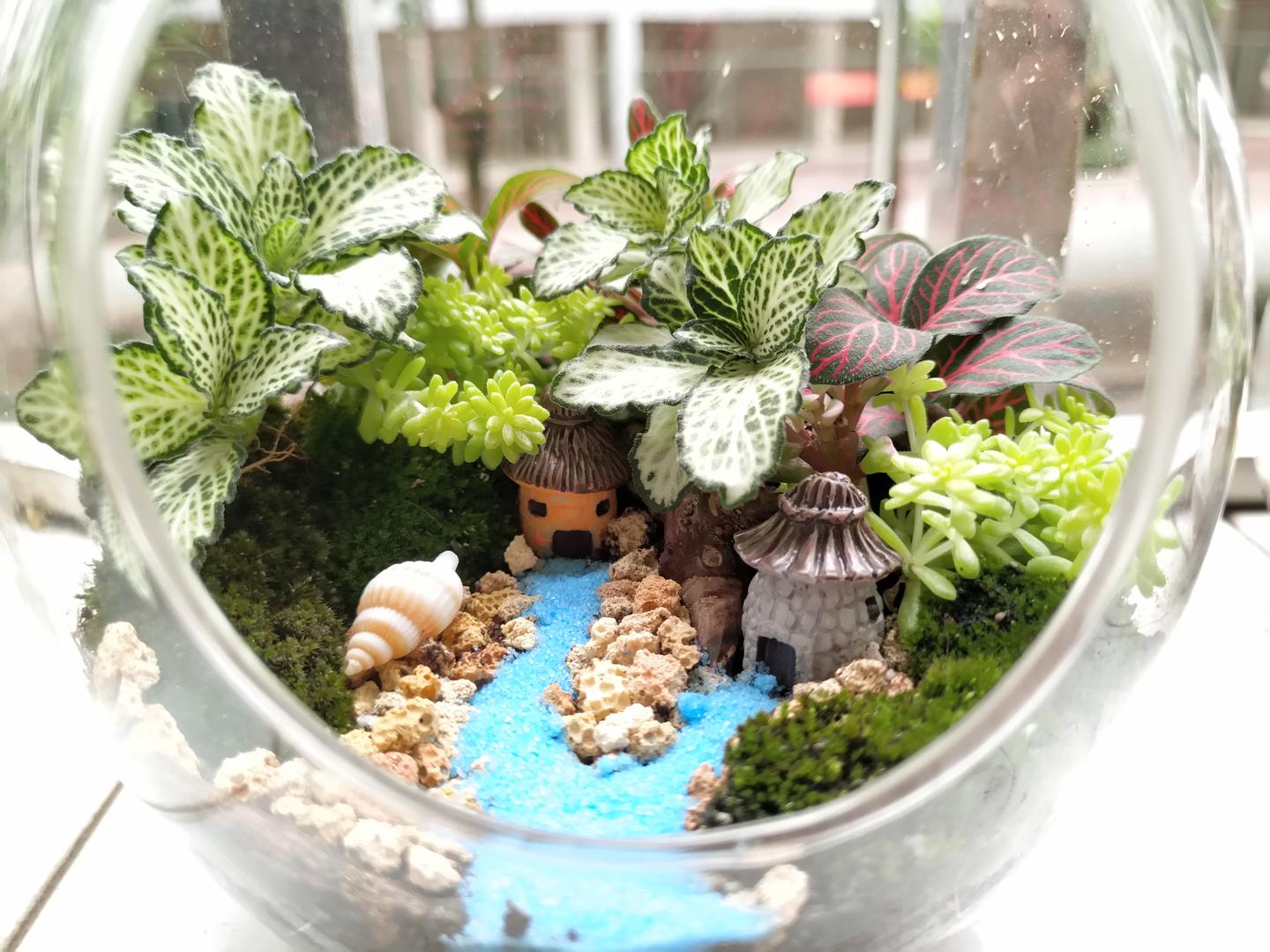 苔藓微景观 与众不同的瓶中世界 知乎