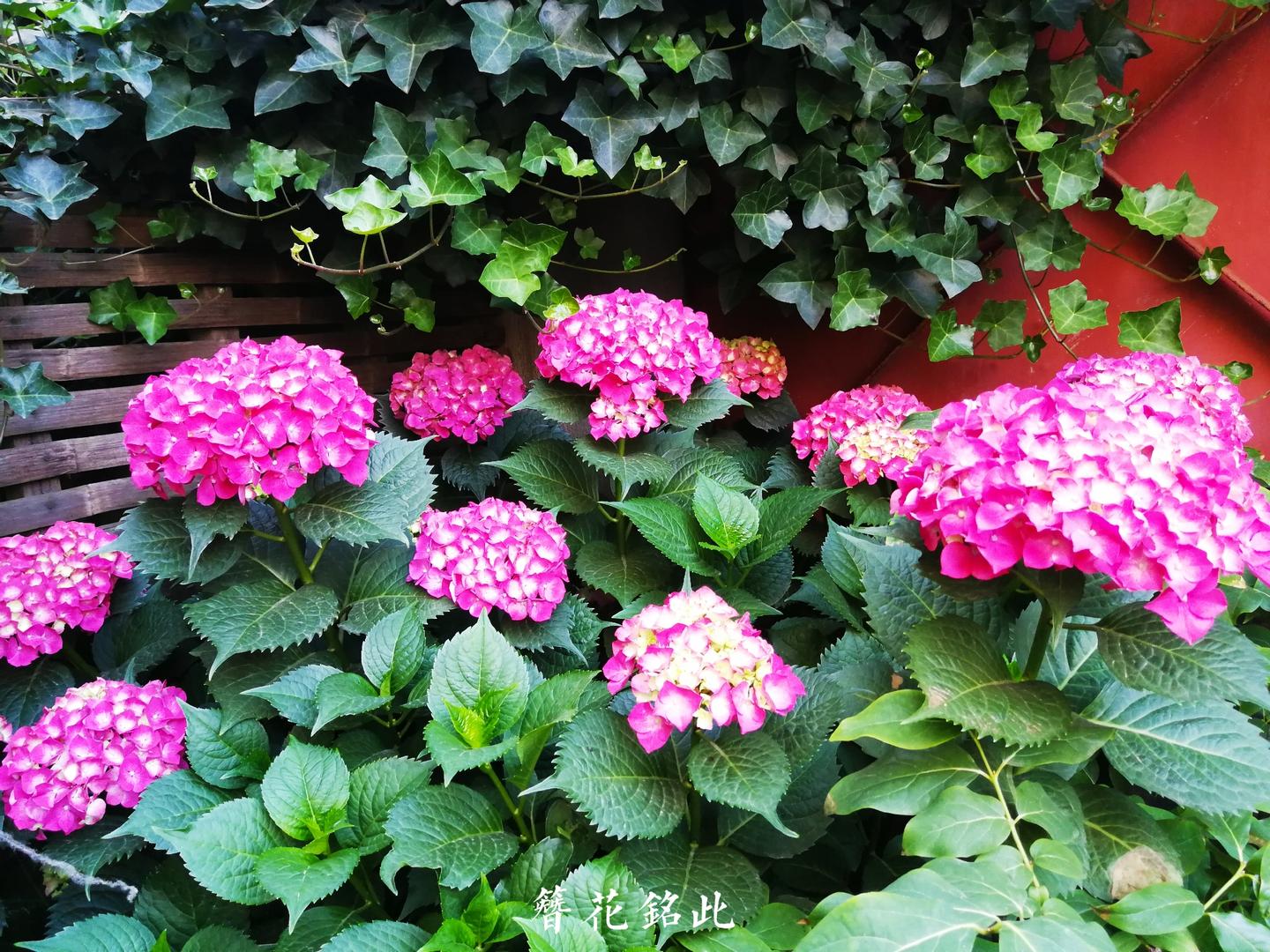 绣球花 开出一片无尽夏 知乎 绣球花 开出一片无尽夏 知乎