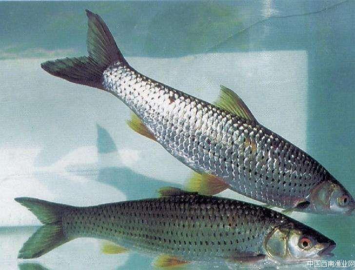 请大佬帮我认一下图片上的鱼是什么鱼?