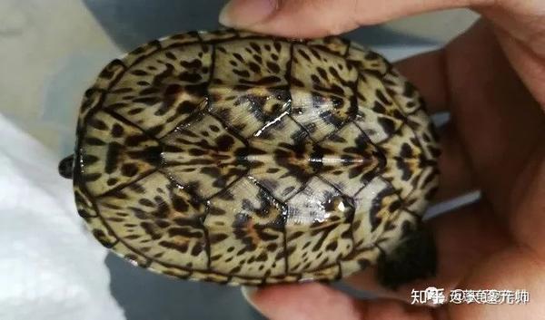浅谈龟种|黑白世界的光辉 - 知乎