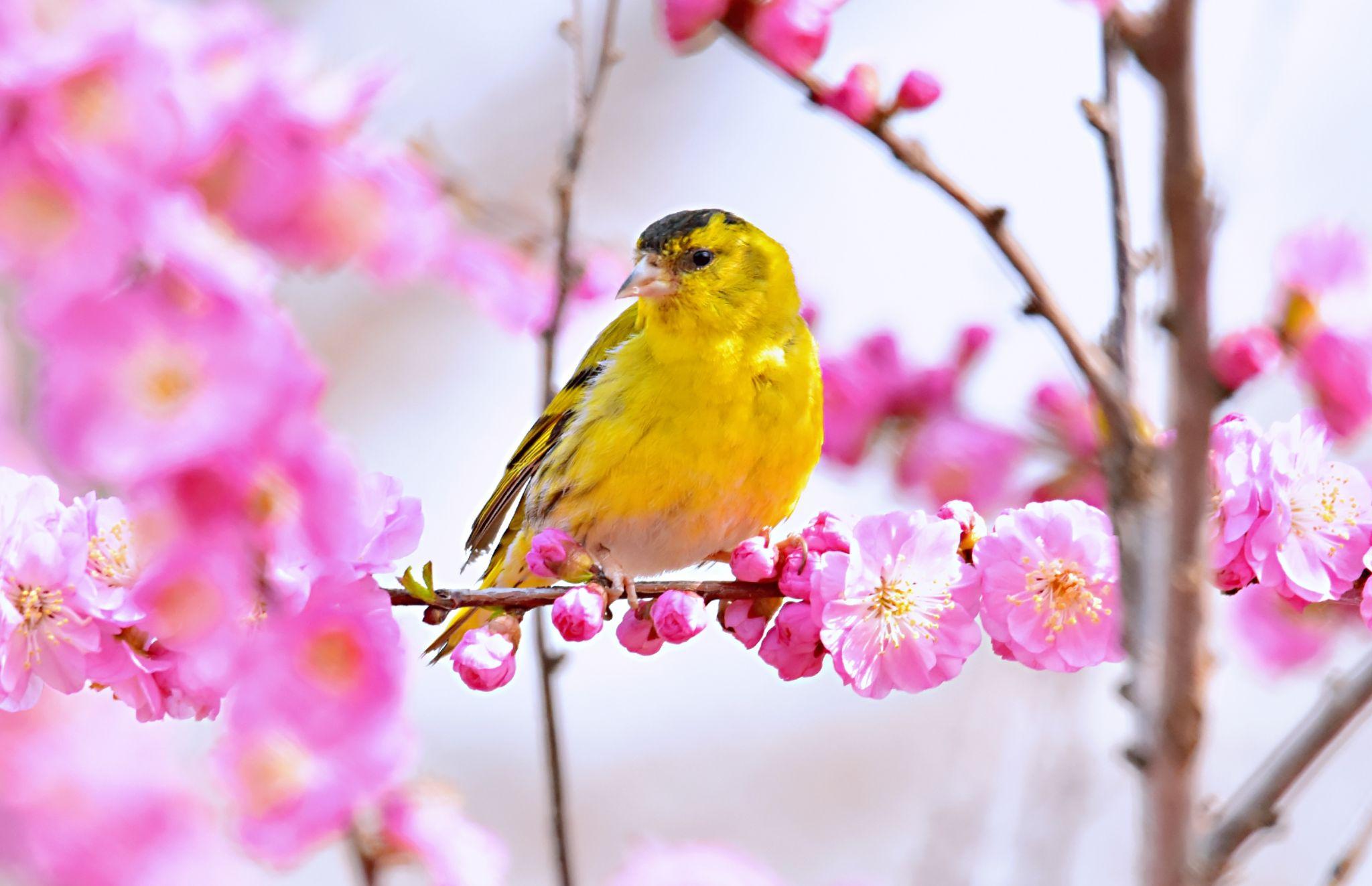 金雀登花枝 - 知乎