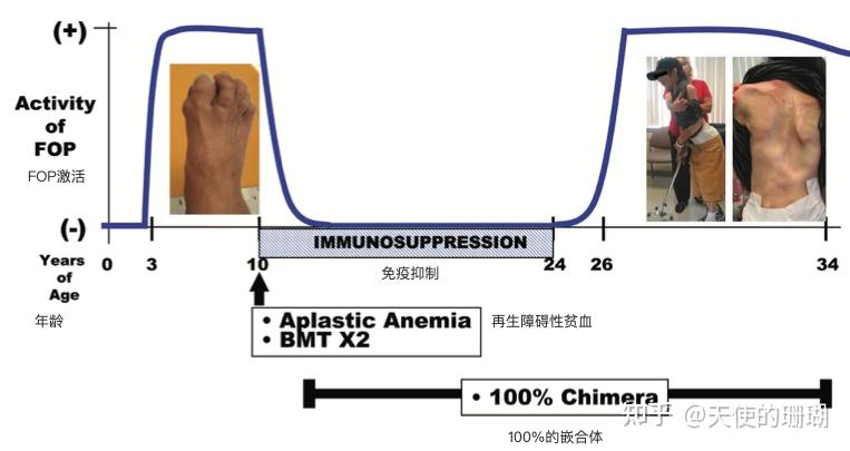 造血干细胞对异位骨骼形成的贡献 - 知乎