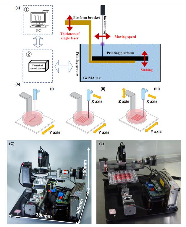 逐点光固化原理的低成本生物3d打印设备