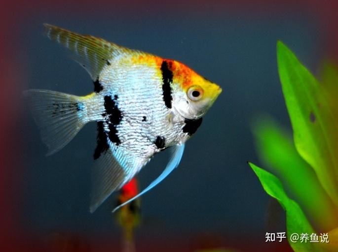 有一种观赏鱼叫老头鱼,可我希望大家不要养到它,因为那是病态