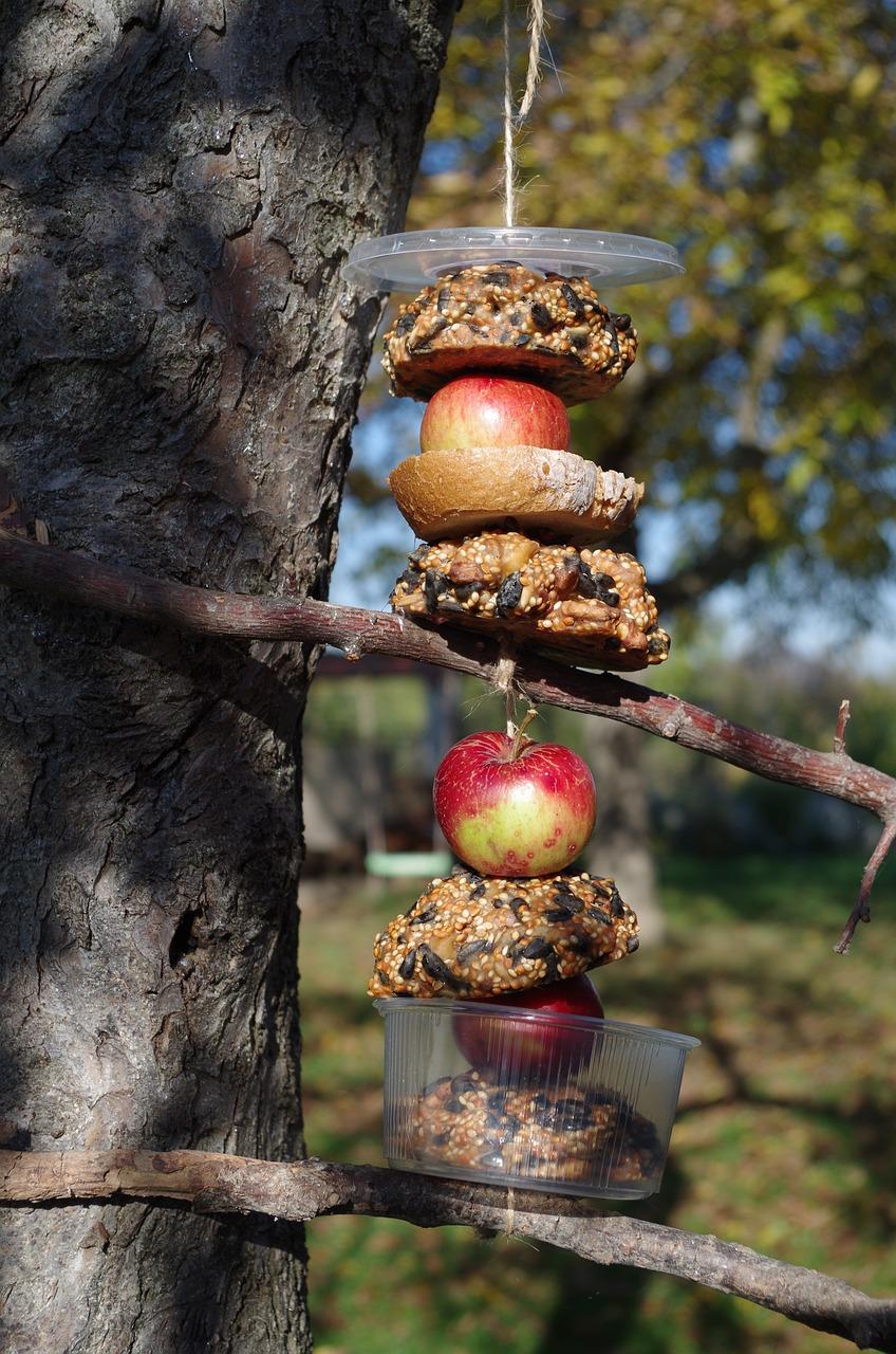 我最喜欢的鸟儿