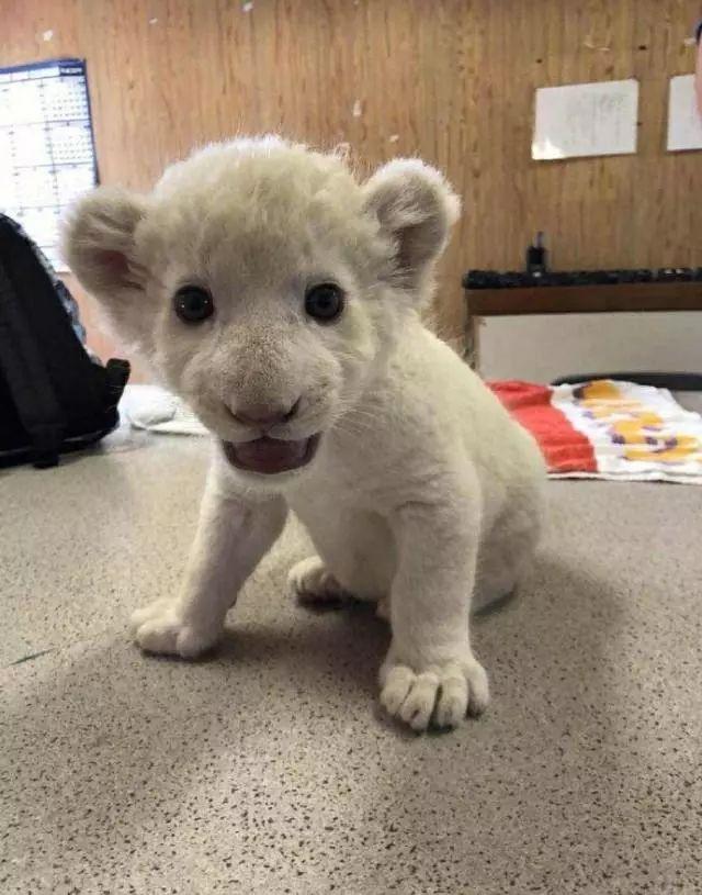 白色的狮子你见过没这只基因突变的小白狮萌到爆好想捏它