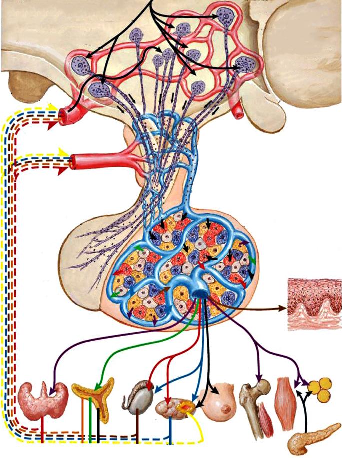垂体激素的主要功能以及对人体的影响有哪些你知道吗?