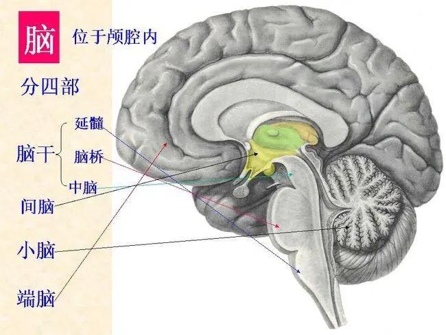 人小脑位置图片图片