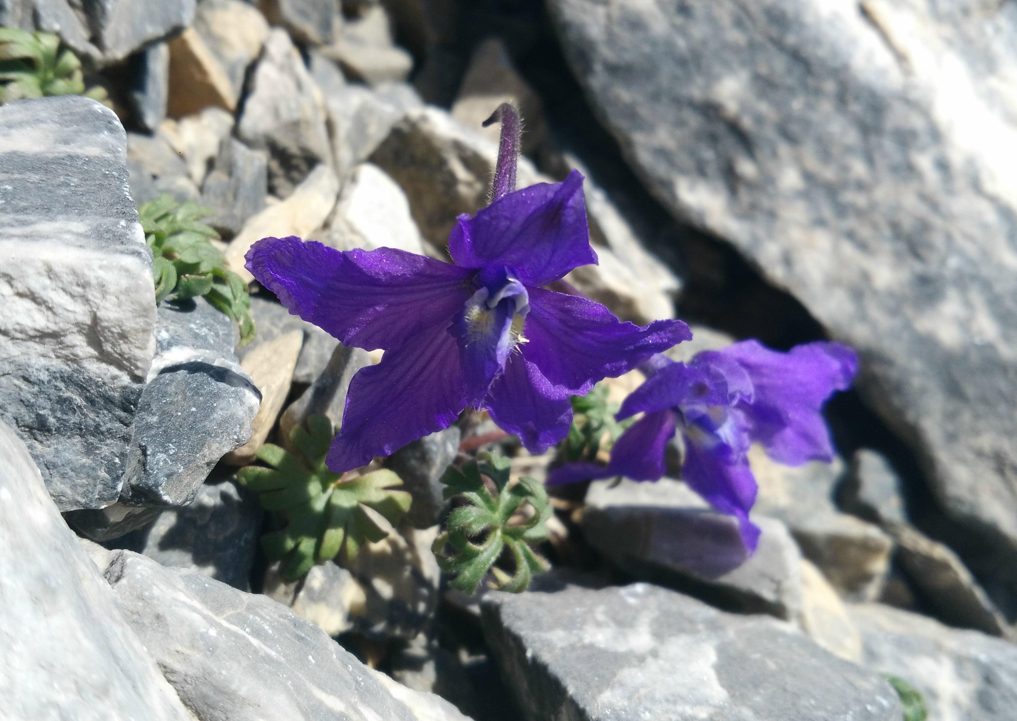 (门源岗石卡)横断山区的植物总是在不经意间打动人,冲古寺去往珍珠 