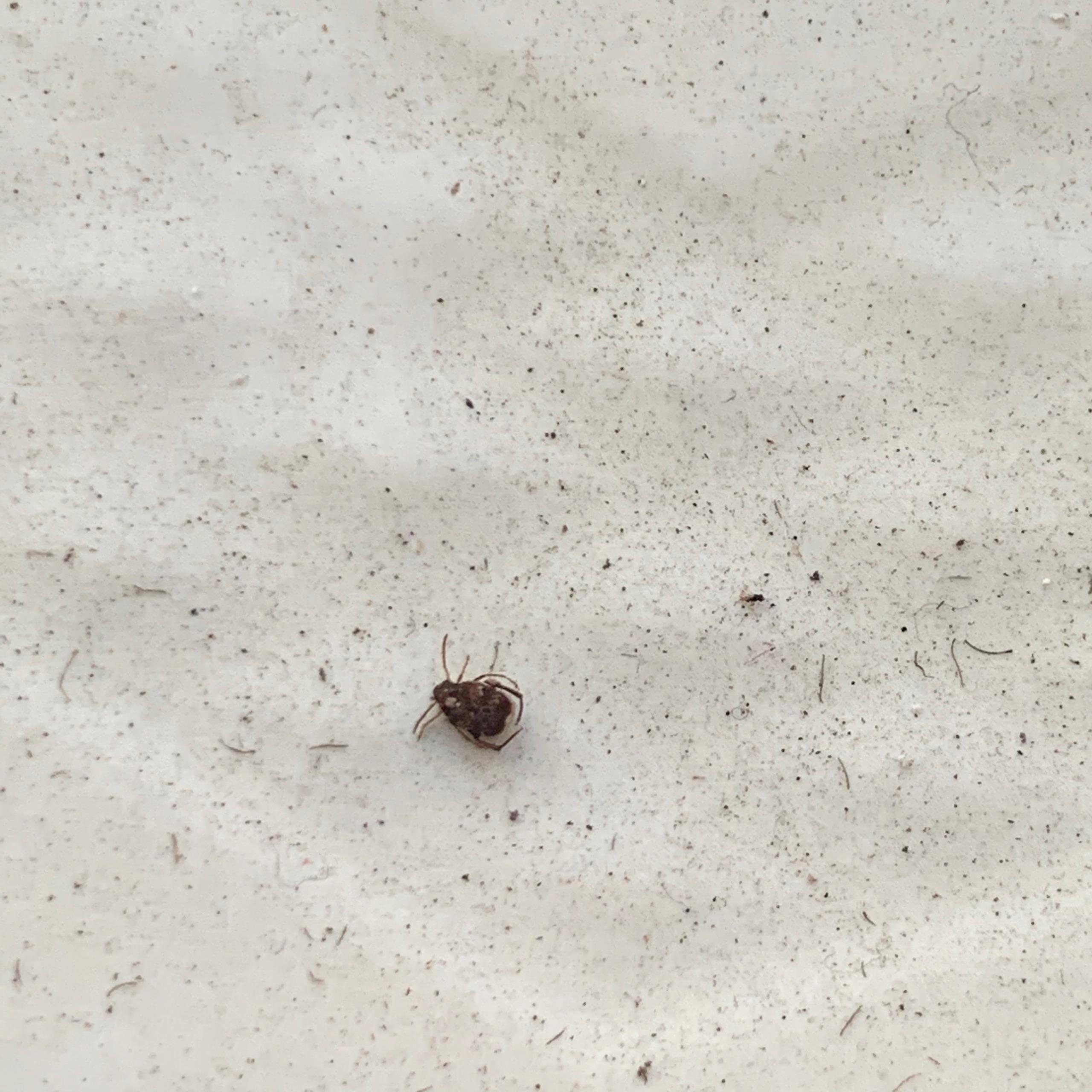 阳台突然好多这种小飞虫有没有知道怎么彻底解决啊害怕