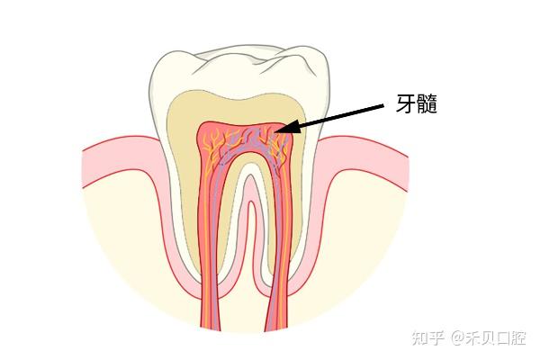 了解牙齿，看这一篇就够了！！ - 知乎