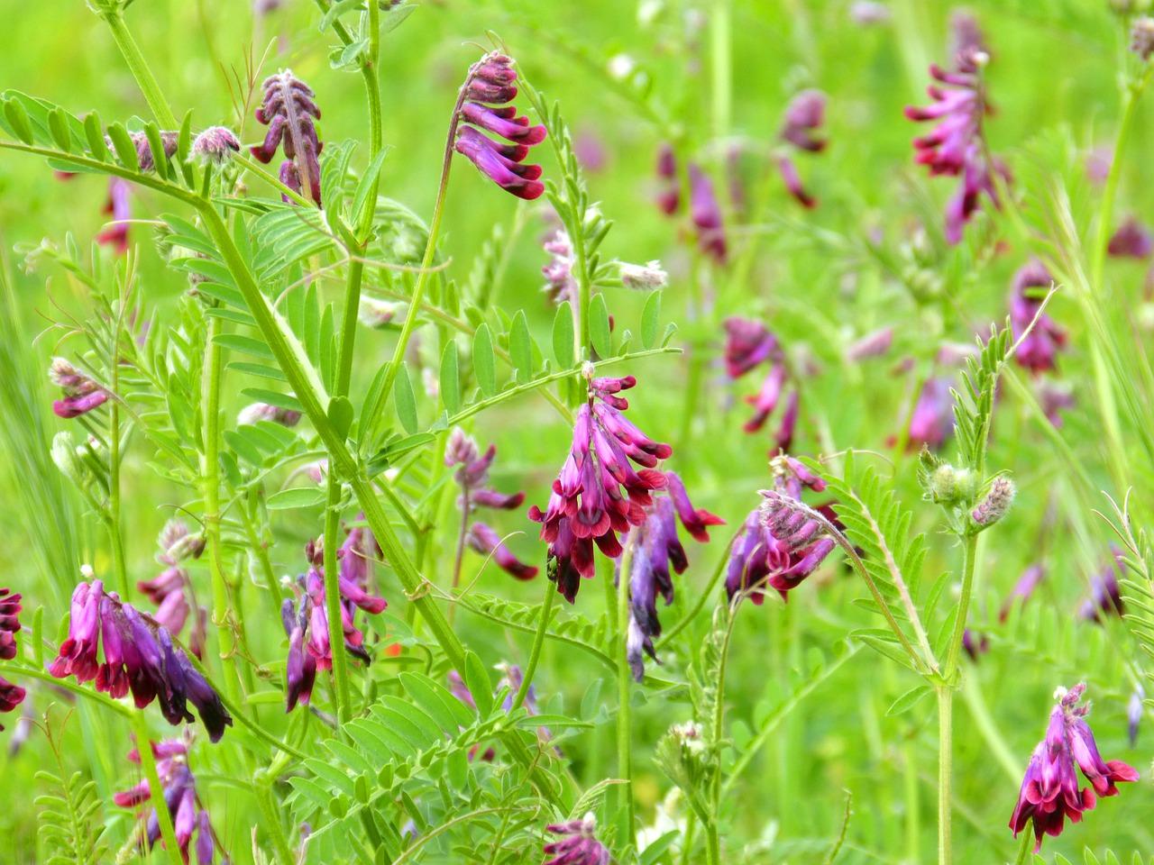 2. 繁花似锦价格优