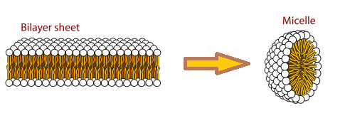 分子實驗查漏補缺系列sds鹼裂解法制備質粒dna