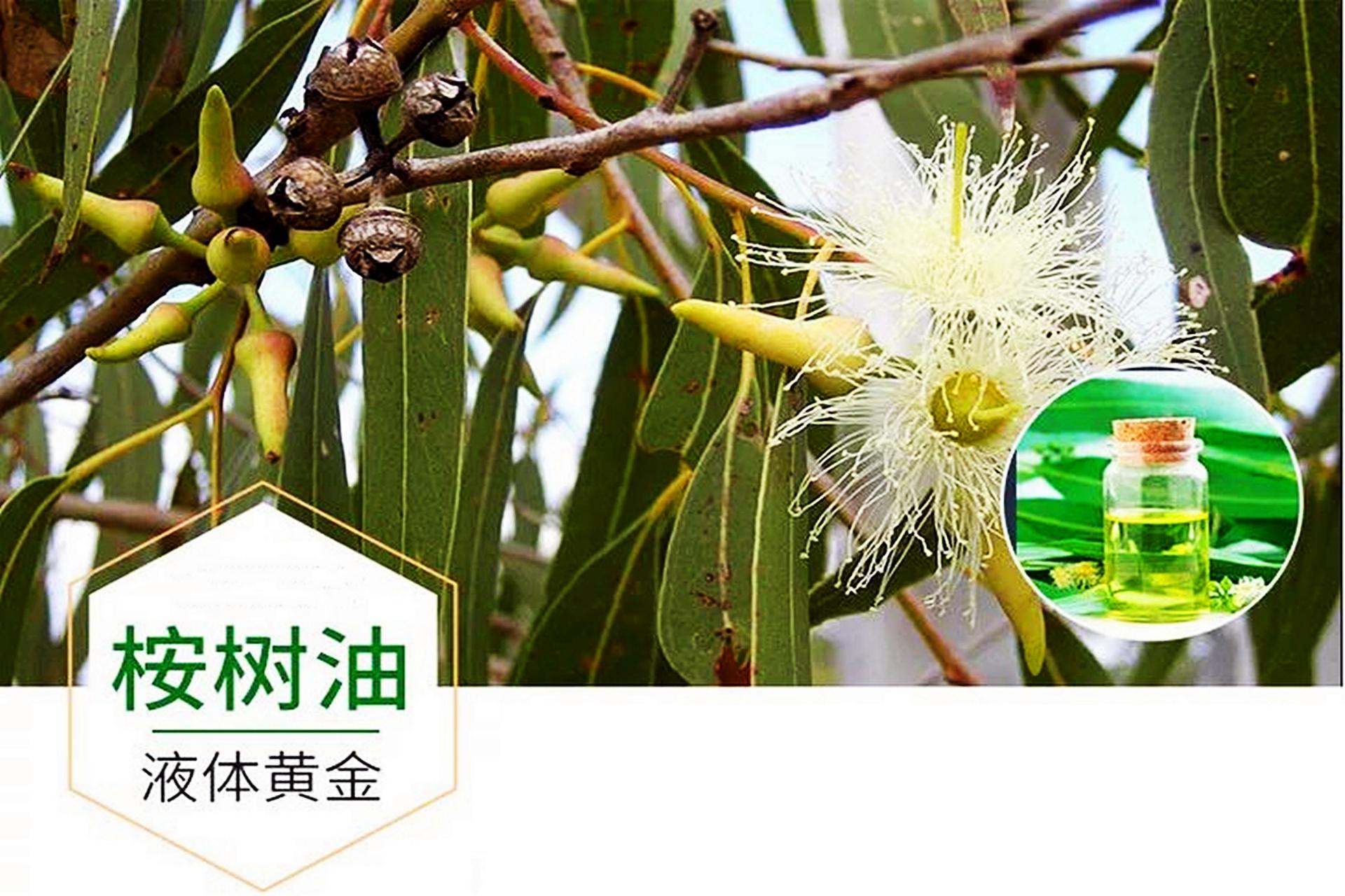 流言缠身的桉树，到底有什么用？ - 知乎