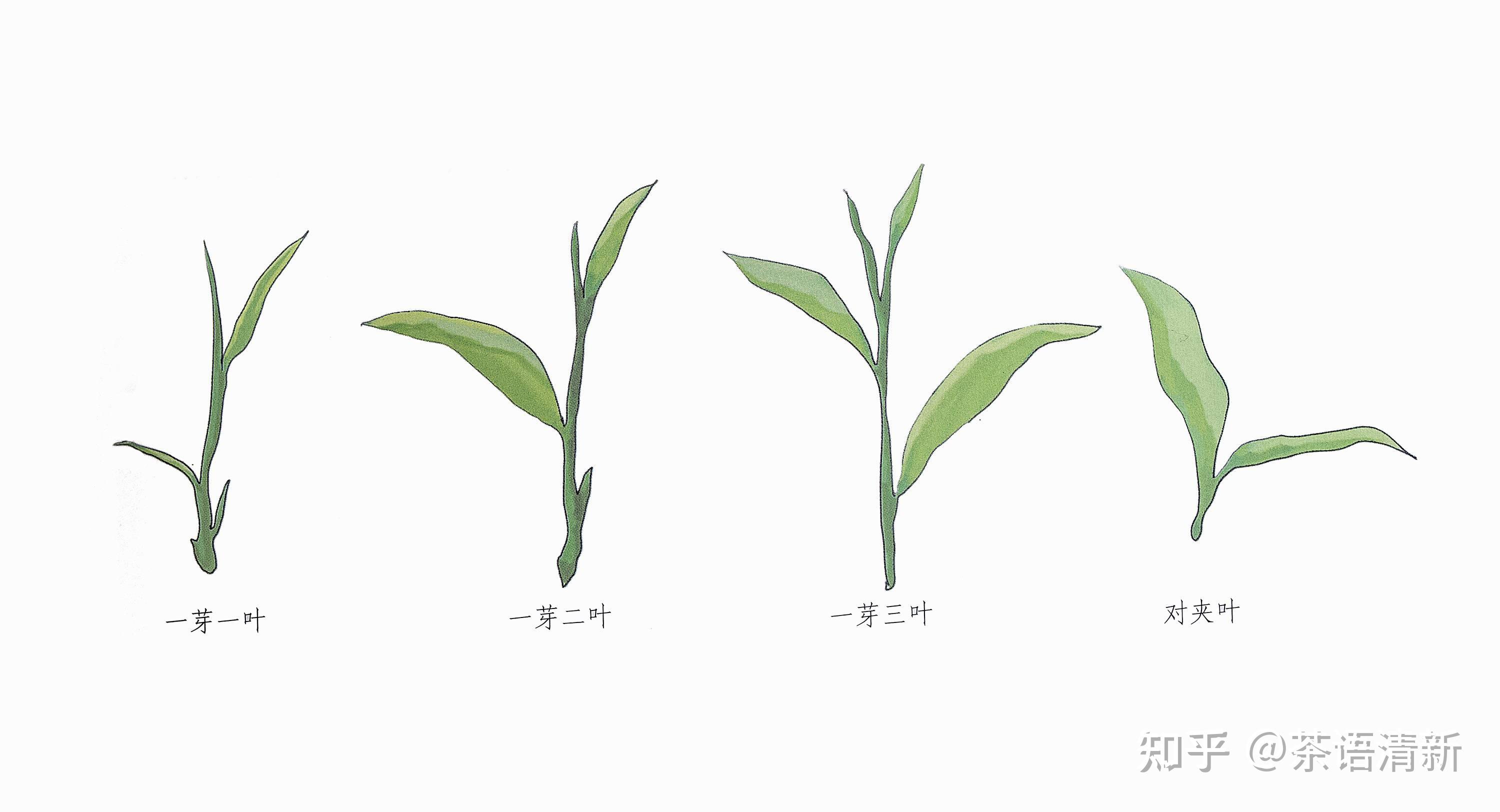 茶叶中“一芽几叶”指什么? - 知乎