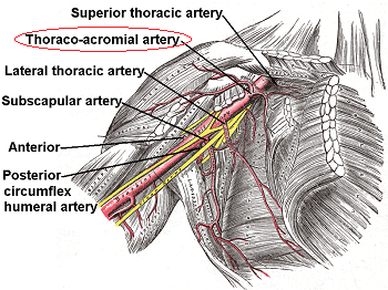 scapular spine图片