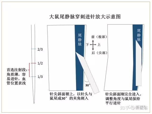 跟谷谷一起学《科研基础必修课---动物实验》:尾静脉注射