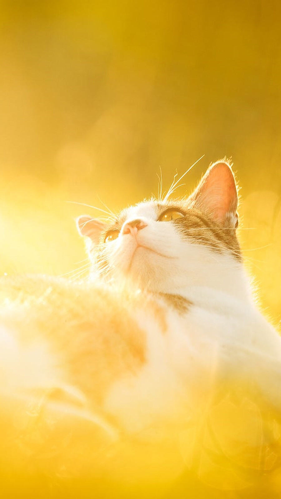 可以给我看看你们的猫咪壁纸屏保桌面吗