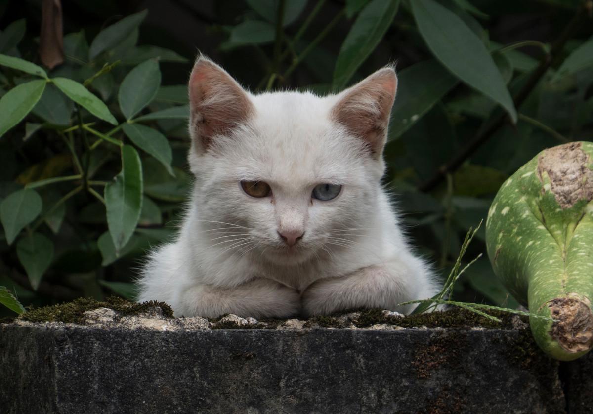流浪猫不是你想养就能养的,注意这4步Get一只属于你的小猫咪 - 知乎