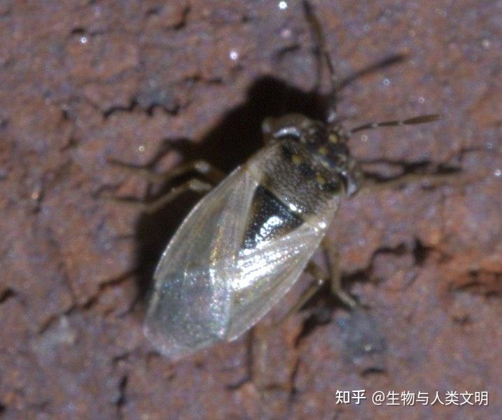 【动物界全系列】长蝽总科—大眼长蝽科