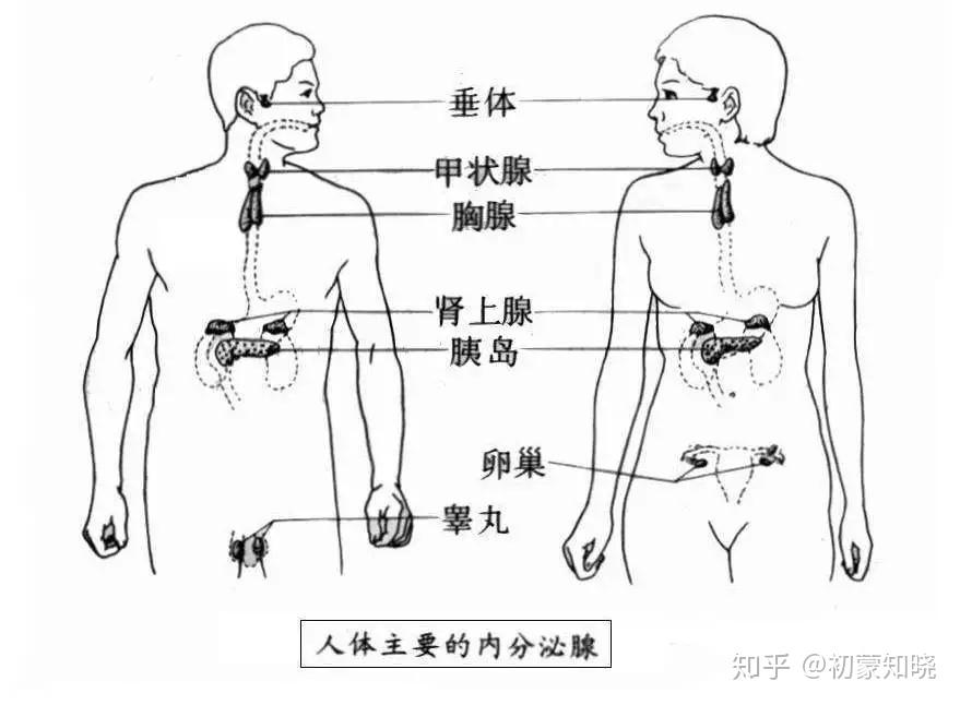 人体八大腺体分布图图片