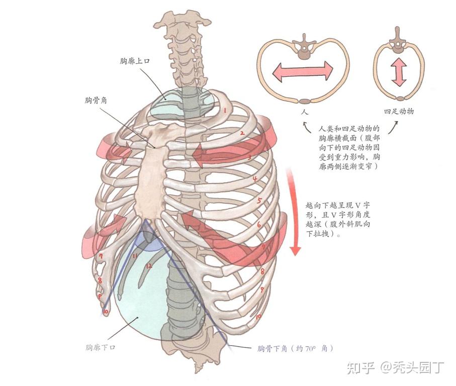 四分肋骨拱图片