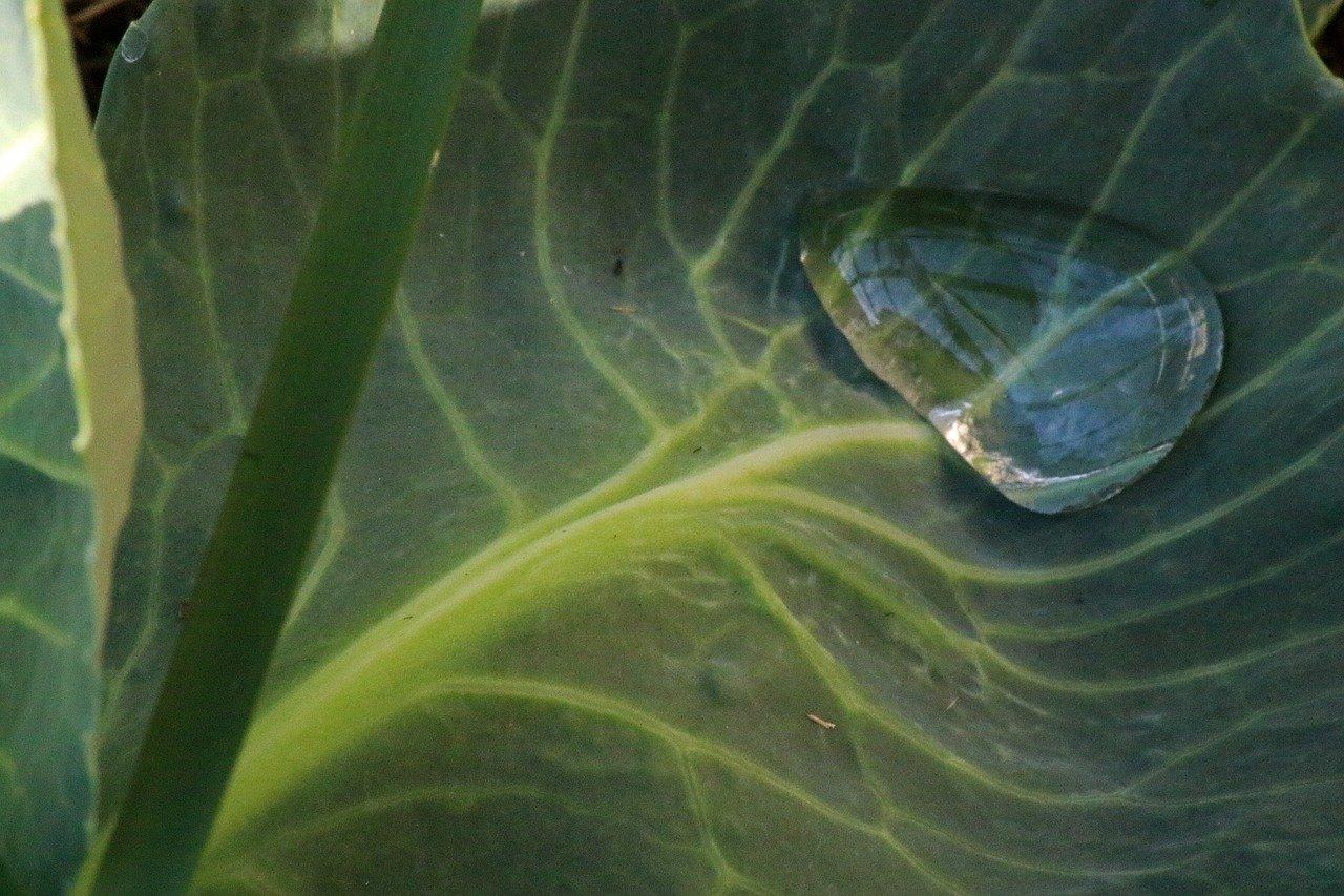 荷叶的生长奥秘