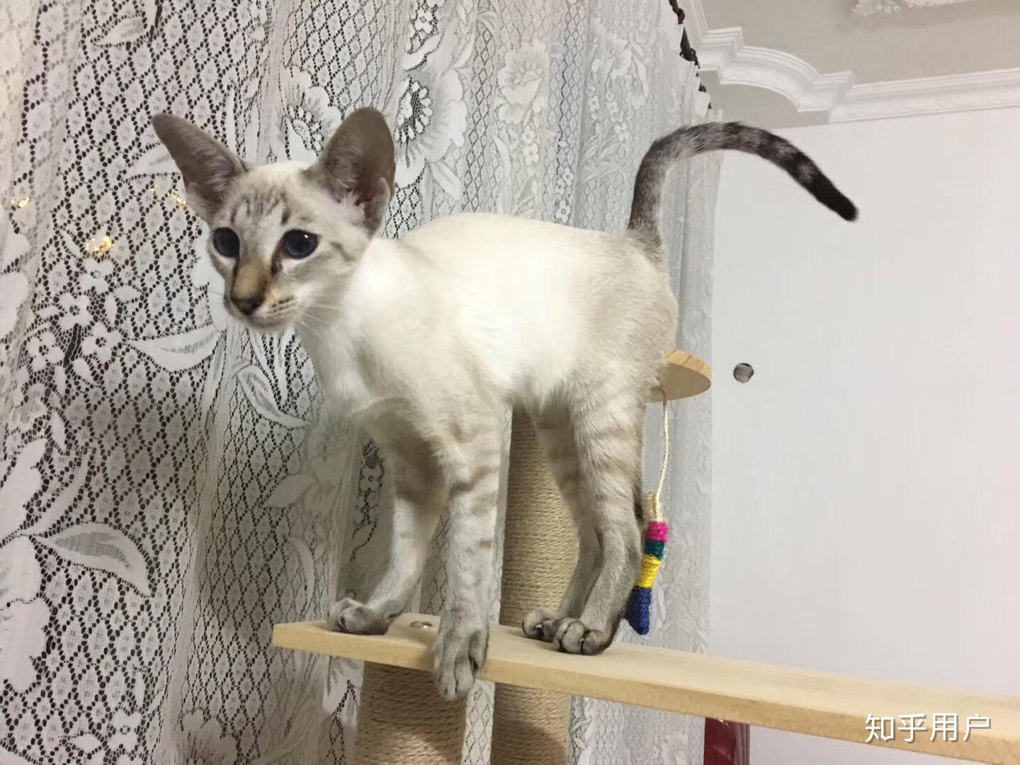 养东短(东方短毛猫)是什么体验？ - 知乎