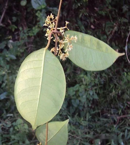 【植物界全系列】夹竹桃科—鲫鱼藤亚科 