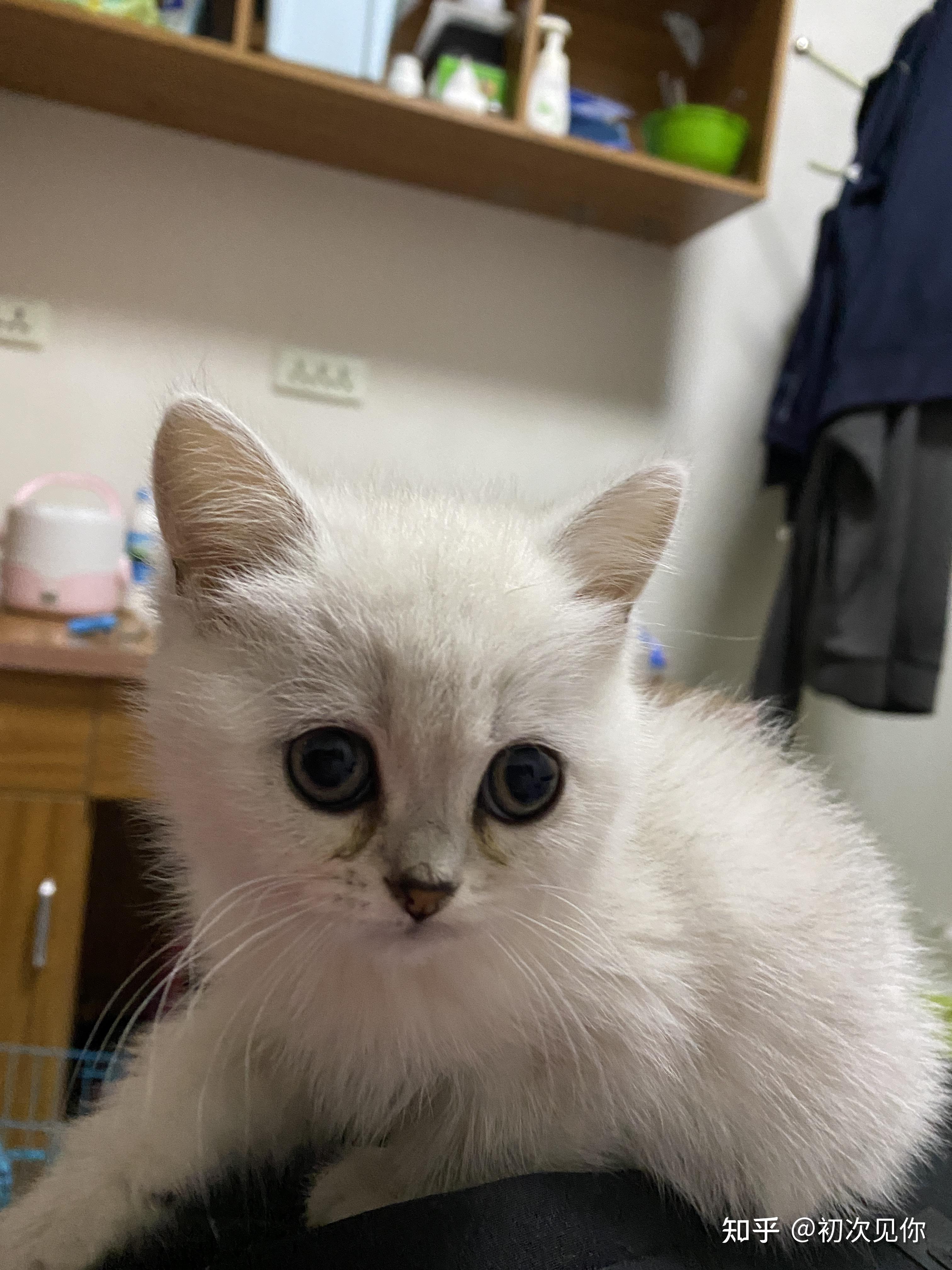 三个月大的猫咪刚到新家不吃猫粮不喝水眼屎总是有怎么办啊