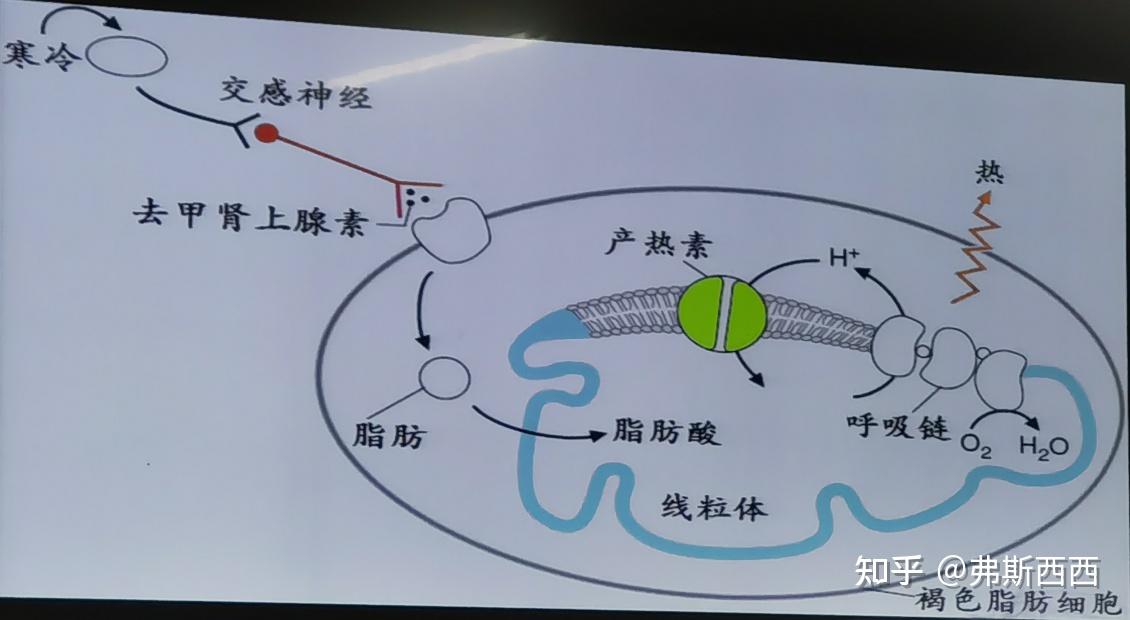 生物化学呼吸链的画图图片