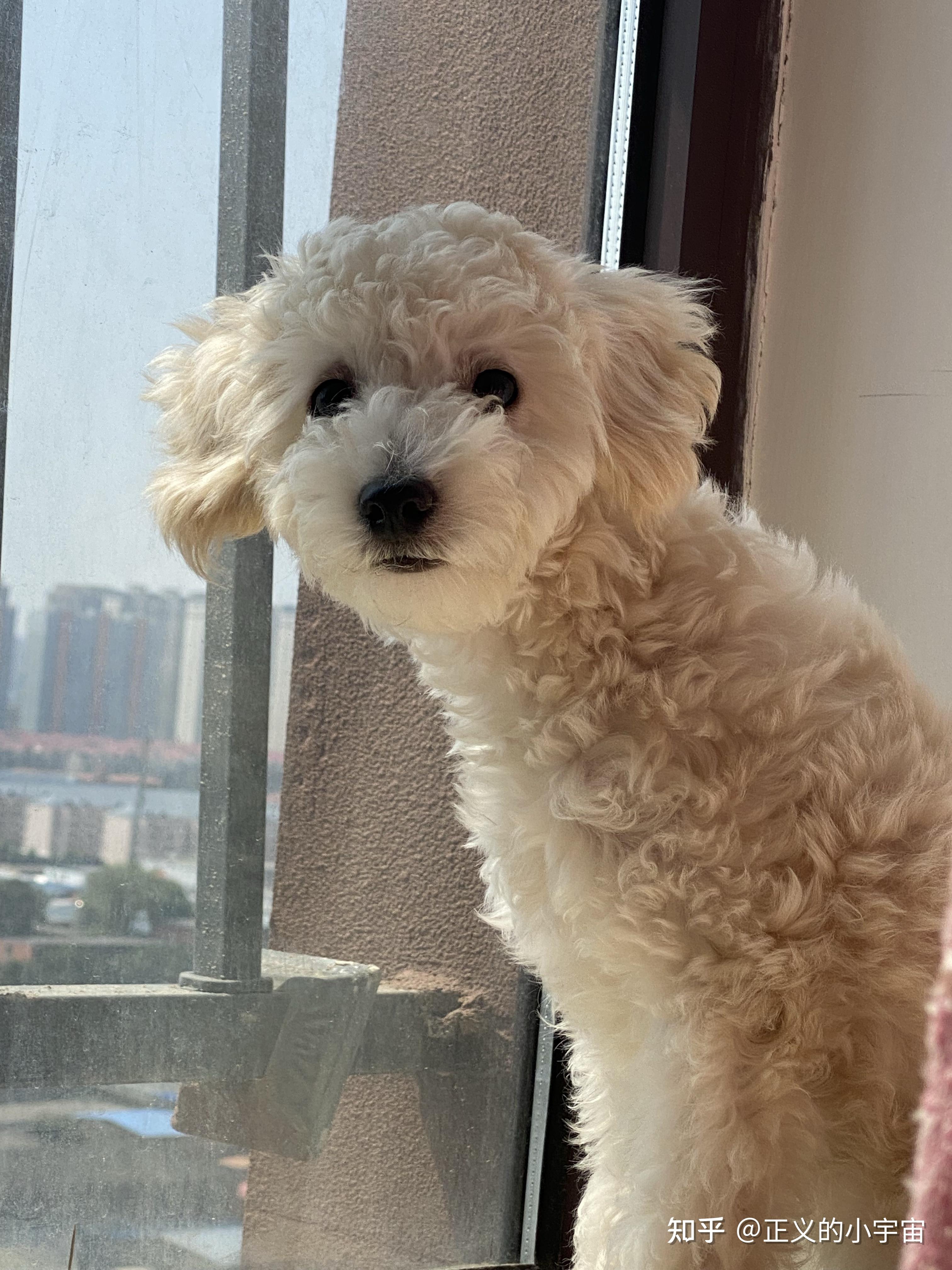 白色比熊跟棕色泰迪会串出什么样的狗?