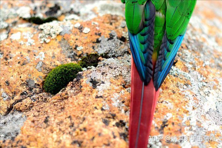 鸟类羽毛的基本结构是怎样 姚鸿明手工高钙鸟粮农科院检测优质鸟类食品 知乎 鸟类羽毛的基本结构是怎样 姚鸿明手工高钙鸟粮农科院检测优质鸟类食品 知乎