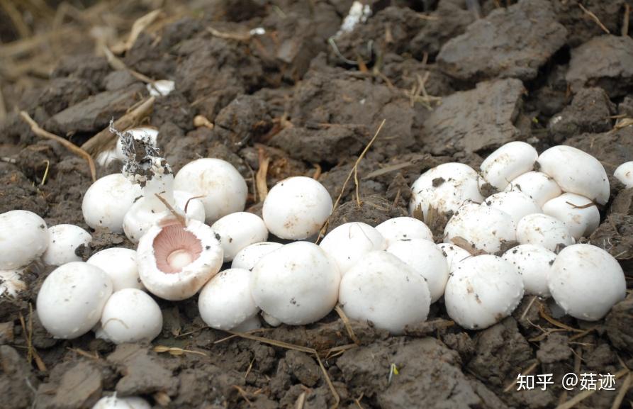 菇迹——双孢蘑菇 - 知乎