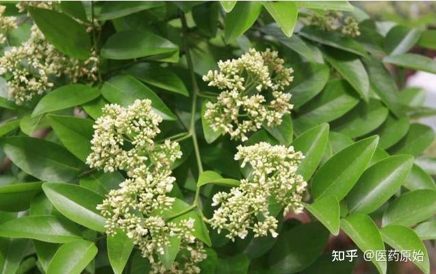 檀香植物【性状】本品为长短不一的圆柱形木段,有的略弯曲,一般长约1m