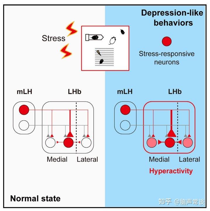 Neuron丨浙江大学崔一卉团队揭示下丘脑-缰核回路中的“启动细胞”介导抑郁样行为 - 知乎