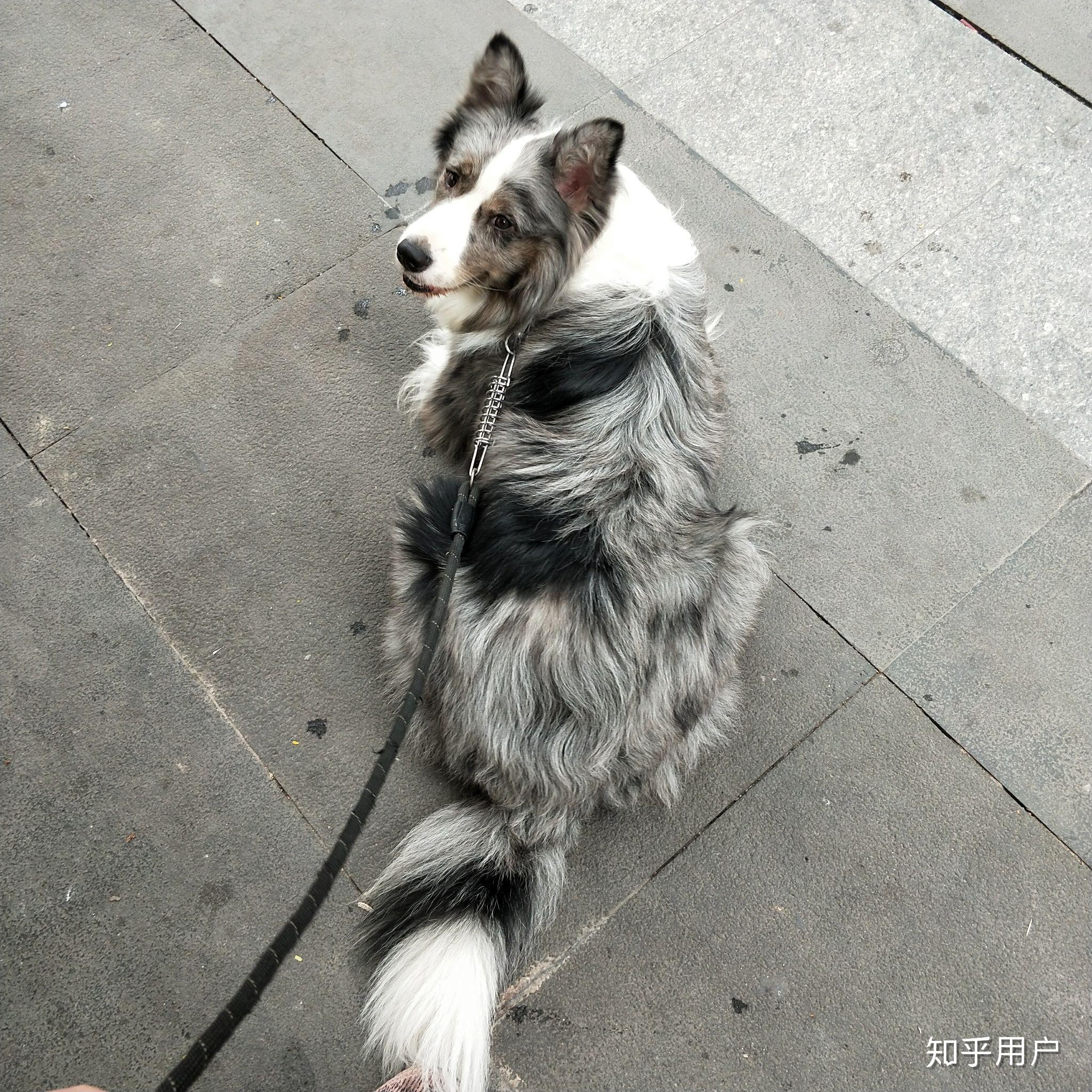 你认为陨石边牧是最帅气的狗吗? - 知乎