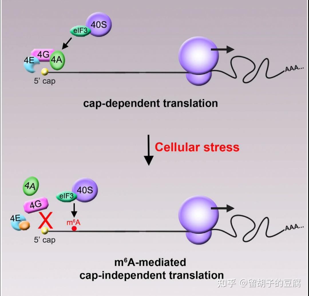 真核生物mRNA帽子结构图片