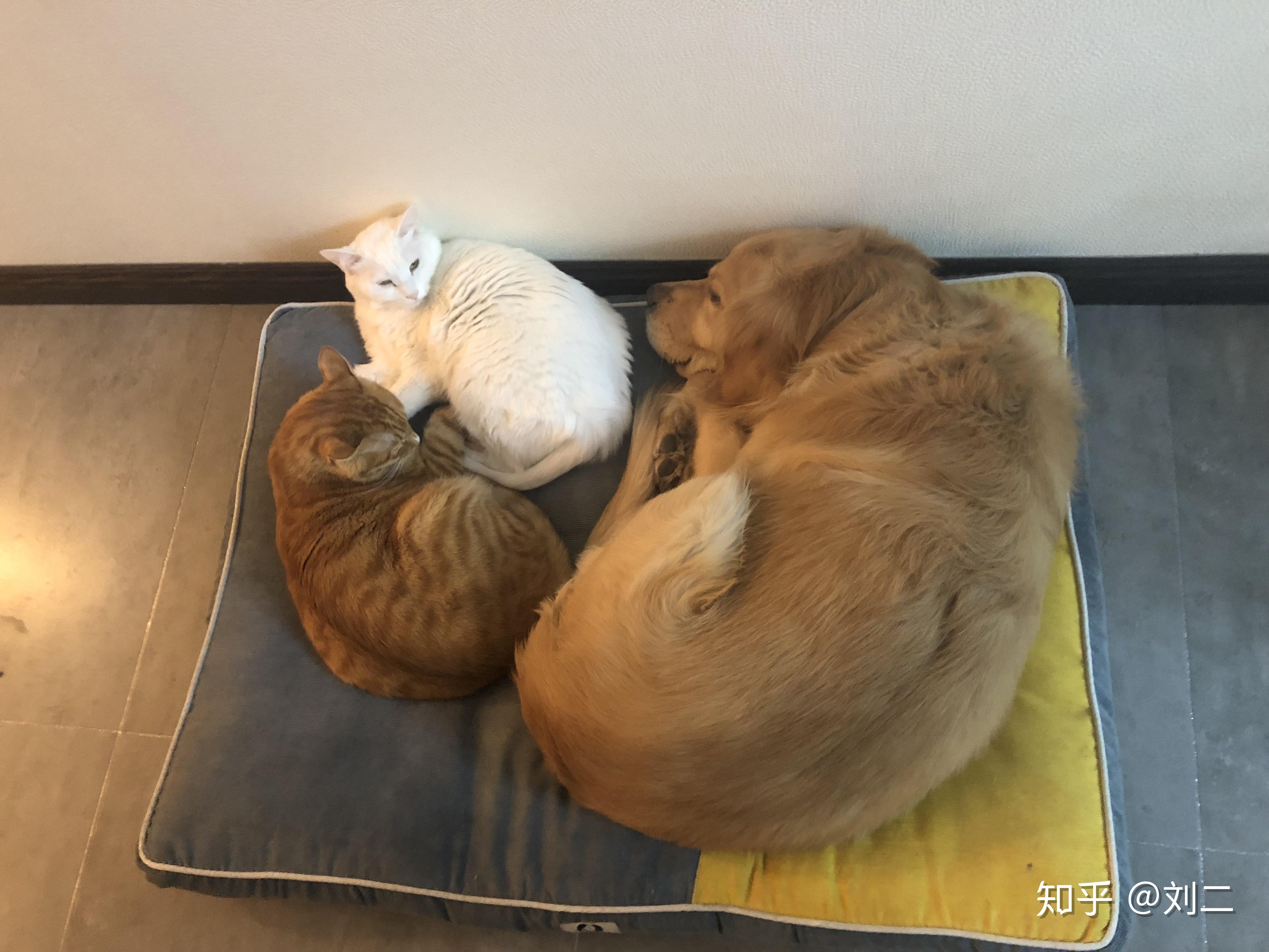 狗狗和猫猫睡觉4k壁纸--壁纸高清