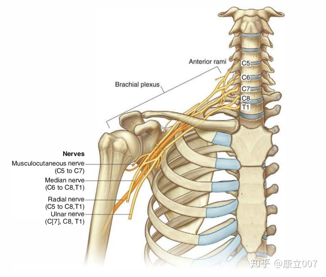手背的静脉和神经-局部解剖学-医学